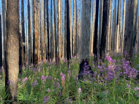 A crowded stand of bare tree trunks denuded of branches and needles by fire. Their usually brown bark is in various shades of brown and dark black. Some bark is peeling revealing white beneath. At ground level, the sun shines on rich green lupine leaves with variegating blossoms of purple.