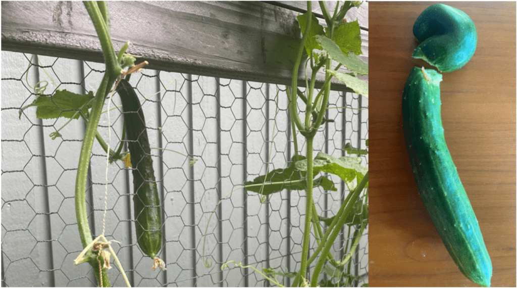 Two photographs. Through a chicken wire garden cage, at left, a dangling cucumber on the vine. At right, a large, harvested cucumber lays on a table, the top of which is broken off. The broken-off top resembles the top of a question mark. 